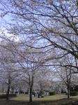 20110410-CherryBlossom.jpg